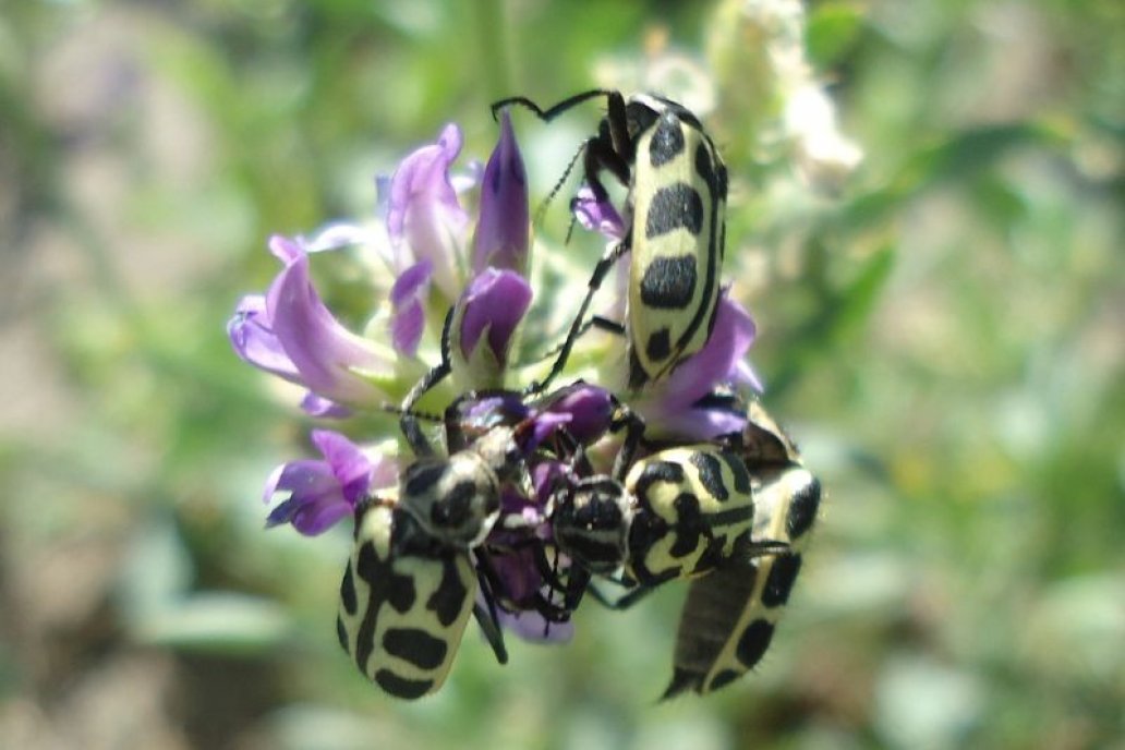 Ahora investigan el impacto del insecto una vez que está muerto.