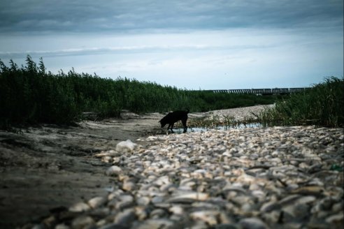 Sábalos del río Salado están contaminados con glifosato