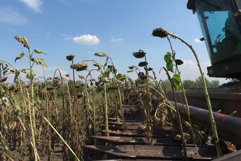 Las razones por las cuales el girasol se posiciona como una alternativa altamente sustentable