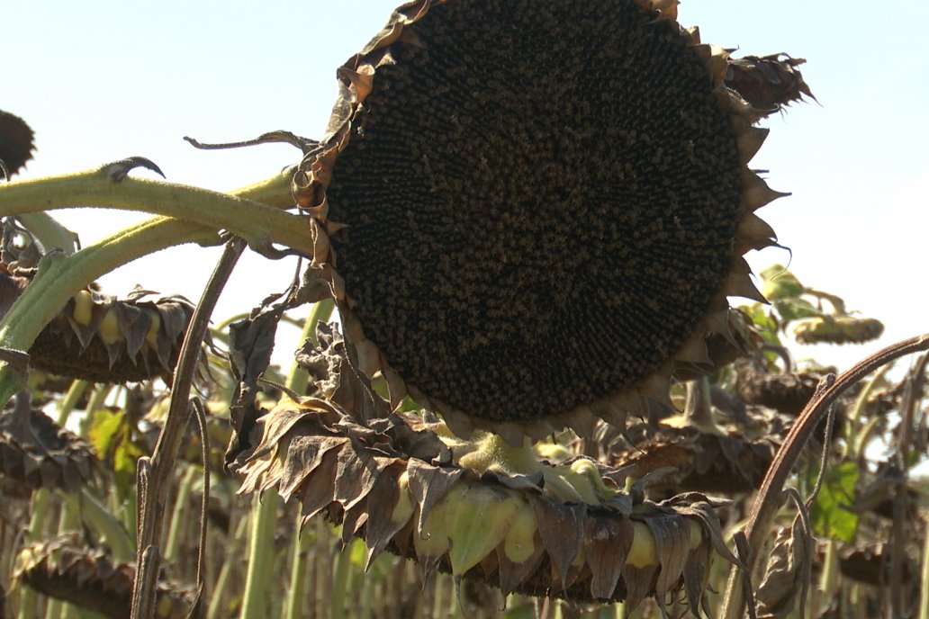 Incluyeron operaciones con aceite de girasol en envases de cinco litros.
