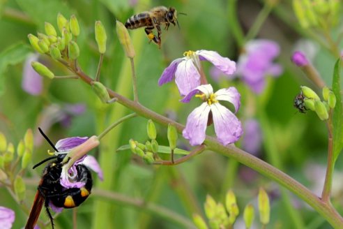 Este año Argentina ya tiene récord de ventas de abejas reinas