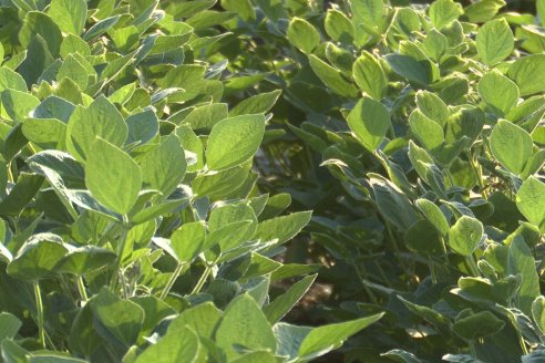 Diego Santos - EEA INTA Paraná -  Actualidad del cultivo de Soja.