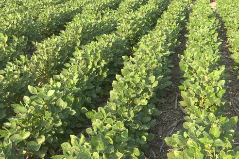 Diego Santos - EEA INTA Paraná -  Actualidad del cultivo de Soja.