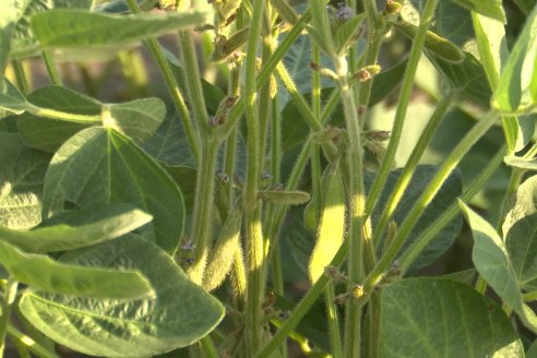 Diego Santos - EEA INTA Paraná -  Actualidad del cultivo de Soja.