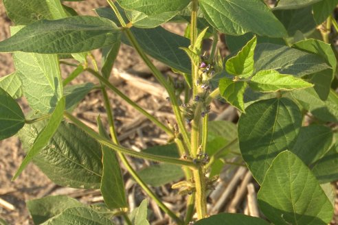 Diego Santos - EEA INTA Paraná -  Actualidad del cultivo de Soja.