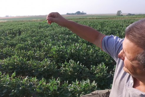 Diego Santos - EEA INTA Paraná -  Actualidad del cultivo de Soja.