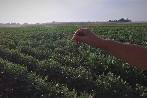 Diego Santos - EEA INTA Paraná -  Actualidad del cultivo de Soja.