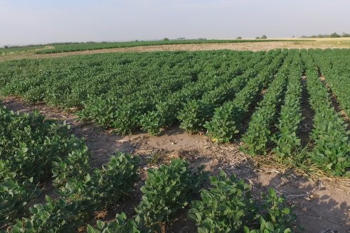 Diego Santos - EEA INTA Paraná -  Actualidad del cultivo de Soja.