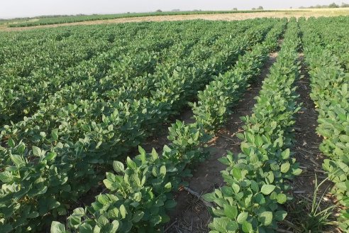 Diego Santos - EEA INTA Paraná -  Actualidad del cultivo de Soja.