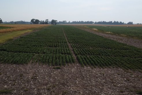 Diego Santos - EEA INTA Paraná -  Actualidad del cultivo de Soja.