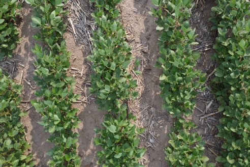 Diego Santos - EEA INTA Paraná -  Actualidad del cultivo de Soja.