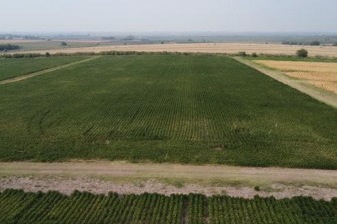 Diego Santos - EEA INTA Paraná -  Actualidad del cultivo de Soja.