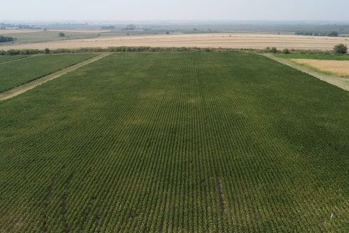 Diego Santos - EEA INTA Paraná -  Actualidad del cultivo de Soja.