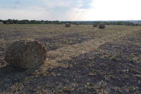 Visita a Establecimiento Grinovero - Trilla de Maiz en Colonia Crespo, Experiencia de usar un drapper para confección de rollos