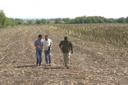 Visita a Establecimiento Grinovero - Paliaron el daño de la seca trillando un girasol que les rindió un promedio de 19 quintales