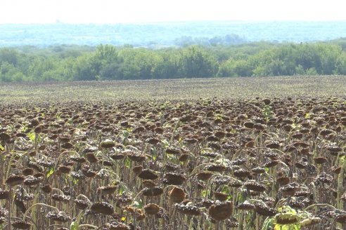 Visita a Establecimiento Grinovero - Paliaron el daño de la seca trillando un girasol que les rindió un promedio de 19 quintales