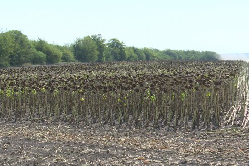 Visita a Establecimiento Grinovero - Paliaron el daño de la seca trillando un girasol que les rindió un promedio de 19 quintales