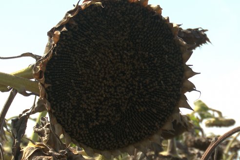 Visita a Establecimiento Grinovero - Paliaron el daño de la seca trillando un girasol que les rindió un promedio de 19 quintales