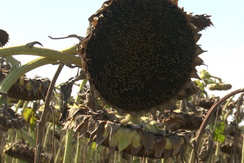 Visita a Establecimiento Grinovero - Paliaron el daño de la seca trillando un girasol que les rindió un promedio de 19 quintales