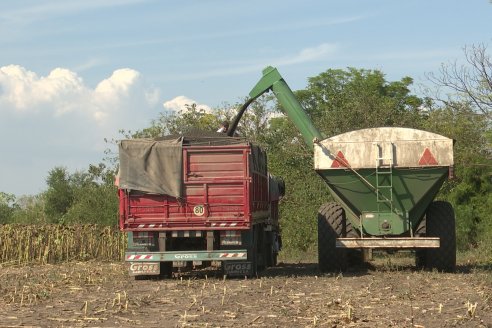 Visita a Establecimiento Grinovero - Paliaron el daño de la seca trillando un girasol que les rindió un promedio de 19 quintales