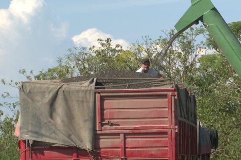 Visita a Establecimiento Grinovero - Paliaron el daño de la seca trillando un girasol que les rindió un promedio de 19 quintales