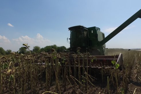 Visita a Establecimiento Grinovero - Paliaron el daño de la seca trillando un girasol que les rindió un promedio de 19 quintales