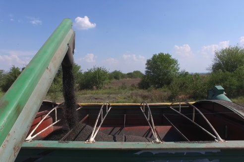 Visita a Establecimiento Grinovero - Paliaron el daño de la seca trillando un girasol que les rindió un promedio de 19 quintales