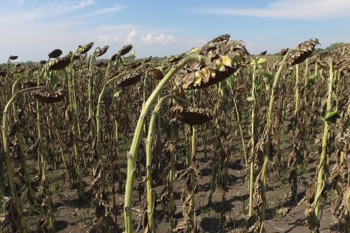 Visita a Establecimiento Grinovero - Paliaron el daño de la seca trillando un girasol que les rindió un promedio de 19 quintales