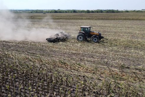 Visita a Establecimiento Grinovero - Paliaron el daño de la seca trillando un girasol que les rindió un promedio de 19 quintales