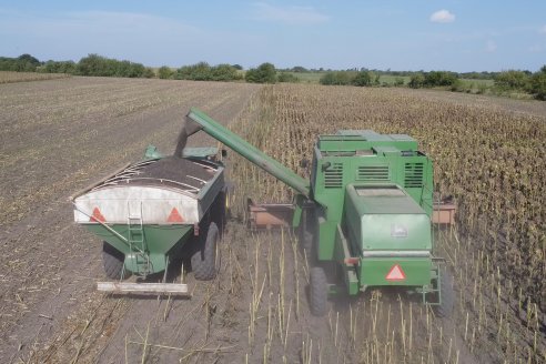 Visita a Establecimiento Grinovero - Paliaron el daño de la seca trillando un girasol que les rindió un promedio de 19 quintales