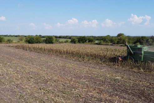 Visita a Establecimiento Grinovero - Paliaron el daño de la seca trillando un girasol que les rindió un promedio de 19 quintales