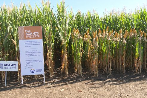 En San Agustín - Santa Fe, ACA realizó la Edición 56 de la A Campo Abierto