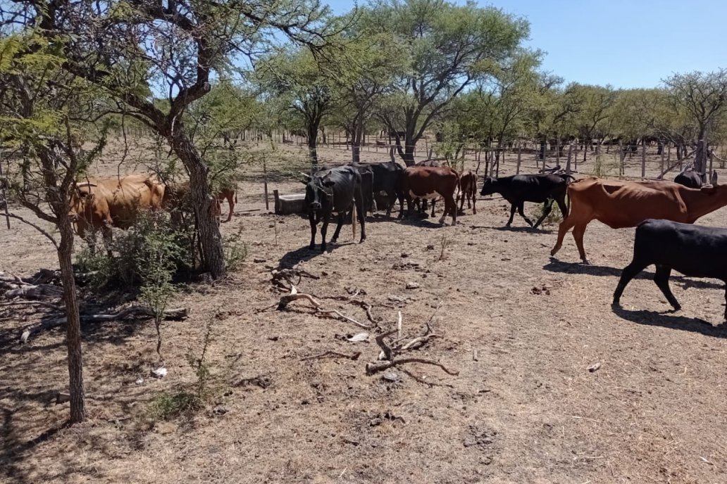 La base forrajera de los sistemas ganaderos del norte de Entre Ríos muy afectada La base forrajera de los sistemas ganaderos del norte de Entre Ríos muy afectada