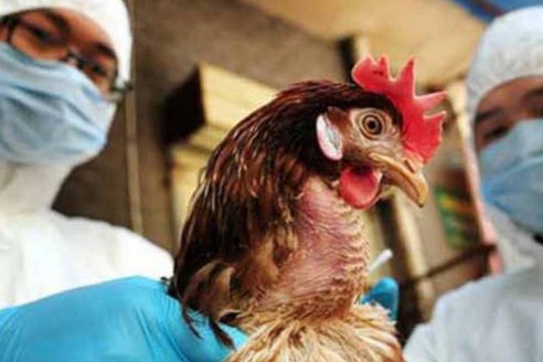 En EEUU preparan las primeras vacunas contra gripe aviar