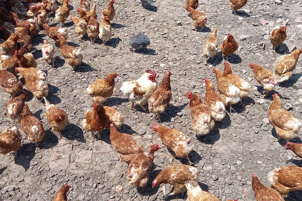 Recomiendan no manipular las aves cuando se detectan estos cuadros clínicos.