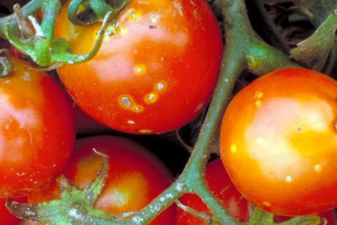 Cancro, la bacteria que detona el rinde de cualquier tomate