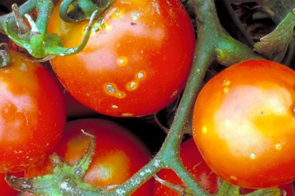 Lavados con agua electroactivada, los tomates duran más