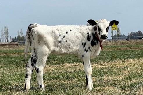 Identifican un mecanismo viral relacionado con la aparición de tumores en el ganado bovino