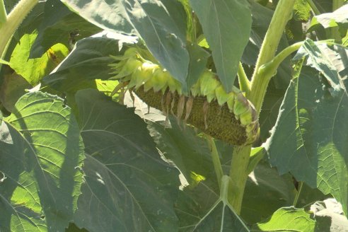 Expoagro 2023:  Algunas postales de lo acontecido el primer día