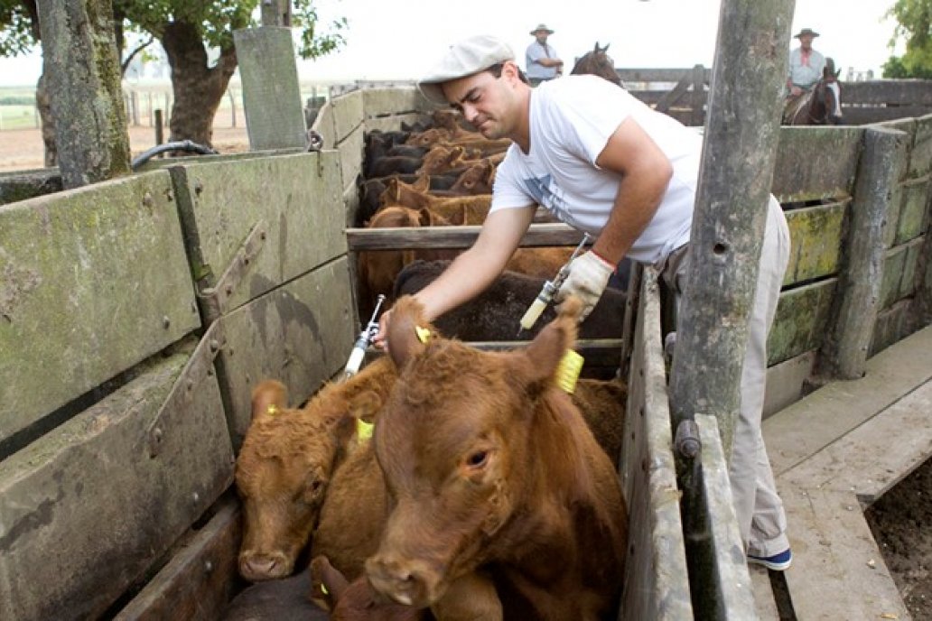 La previsión es inocular 2,4 millones de bovinos de hasta dos años.