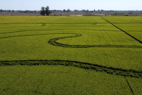 El rinde promedio de las arroceras se fijó en 7.917 kilos