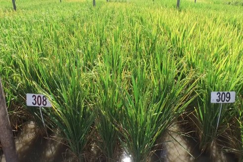 El arroz se expandió en la provincia y llegó a las 58.600 hectáreas
