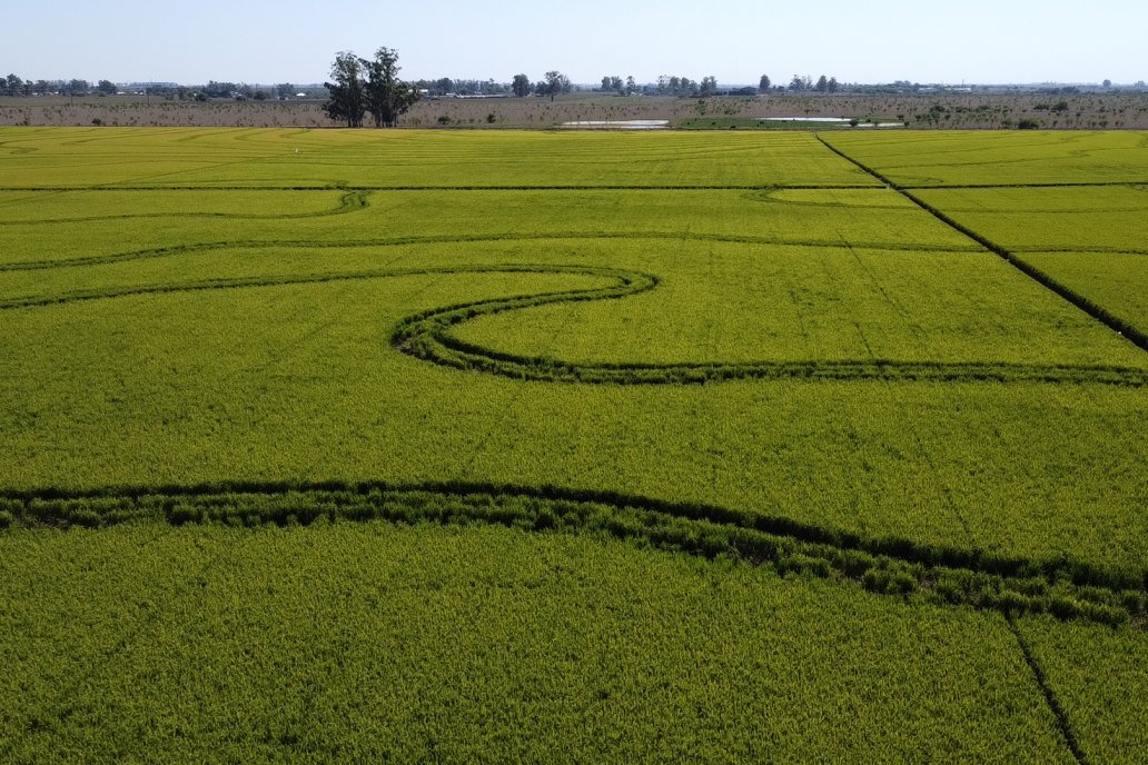 El grano regional se expande sobre más de 60.000 hectáreas.