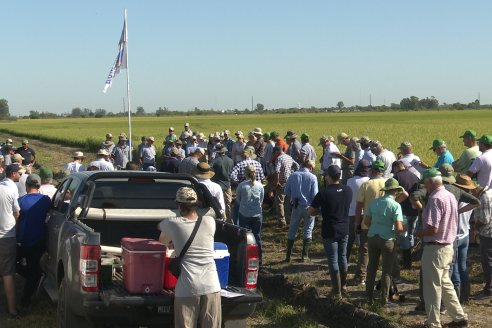 Dia de Campo de Arroz 2023 - Campo Experimental Fundación Proarroz - San Salvador, E.Ríos