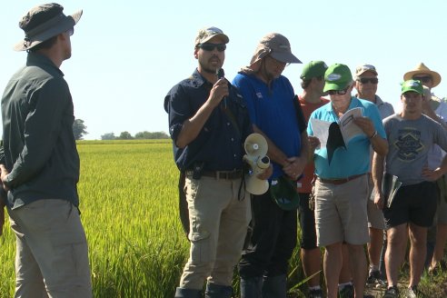 Dia de Campo de Arroz 2023 - Campo Experimental Fundación Proarroz - San Salvador, E.Ríos