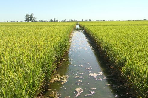 Dia de Campo de Arroz 2023 - Campo Experimental Fundación Proarroz - San Salvador, E.Ríos