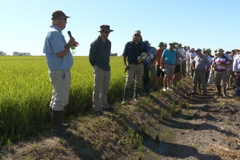 Dia de Campo de Arroz 2023 - Campo Experimental Fundación Proarroz - San Salvador, E.Ríos