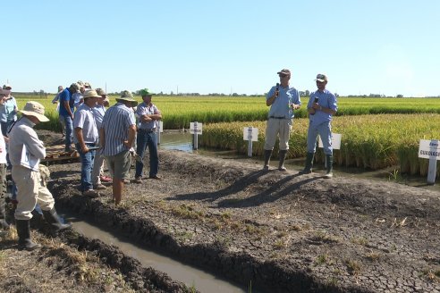 Dia de Campo de Arroz 2023 - Campo Experimental Fundación Proarroz - San Salvador, E.Ríos