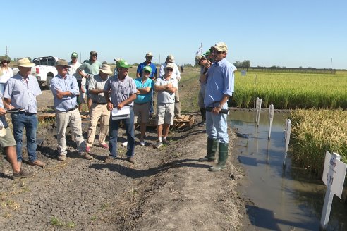 Dia de Campo de Arroz 2023 - Campo Experimental Fundación Proarroz - San Salvador, E.Ríos