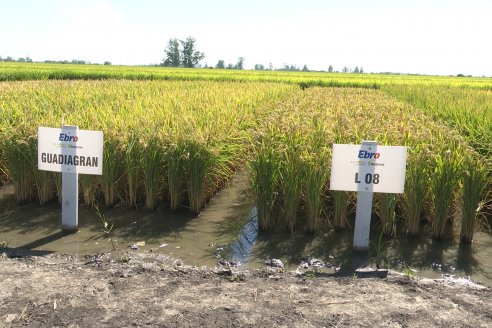 Dia de Campo de Arroz 2023 - Campo Experimental Fundación Proarroz - San Salvador, E.Ríos